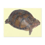 Eastern Box Turtle Post Card