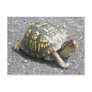 Eastern Box Turtle Postcard