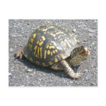 Eastern Box Turtle Postcard