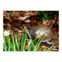 Eastern Box Turtle posters by almedic104 Eastern Box Turtle posters
