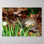 Eastern Box Turtle Print