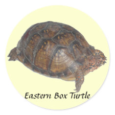 Eastern Box Turtle sticker