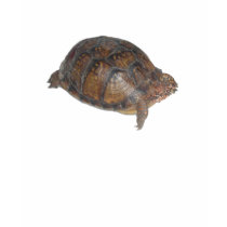 Eastern Box Turtle t-shirts