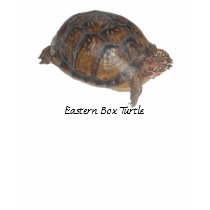 Eastern Box Turtle t-shirts