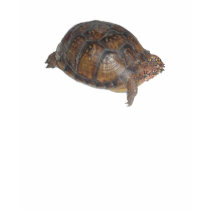 Eastern Box Turtle t-shirts