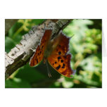 "Eastern Comma" Butterfly Card