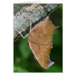 "Eastern Comma" Butterfly Greeting Card