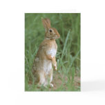 Eastern Cottontail Card