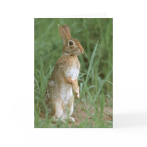 Eastern Cottontail cards