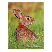 Eastern Cottontail Postcard