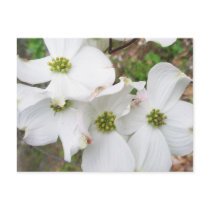 Eastern Dogwood Blossoms - Cornus florida Postcard