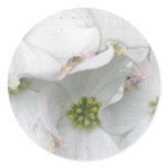 Eastern Dogwood Blossoms - Cornus florida stickers