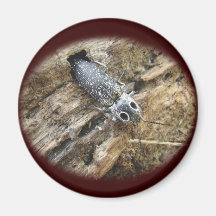 Eastern Eyed Elater Click Beetle - Alaus oculatus Refrigerator Magnets