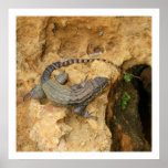 Eastern Fence Lizard - Square Print