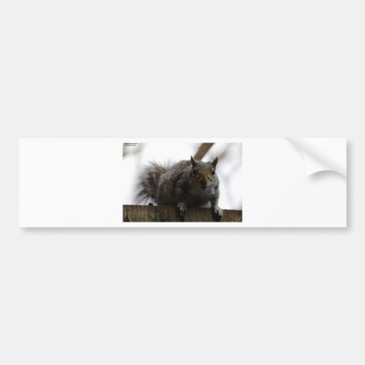 Eastern Gray Squirrel Bumper Stickers
