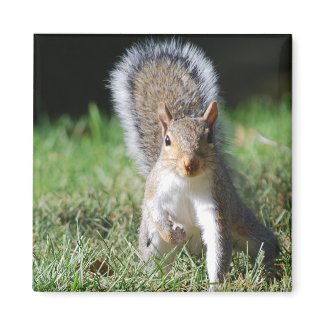 Eastern Gray Squirrel magnet