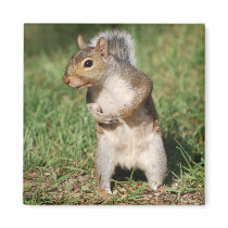 Eastern Gray Squirrel magnet