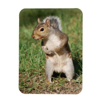 Eastern Gray Squirrel premium flex magnet