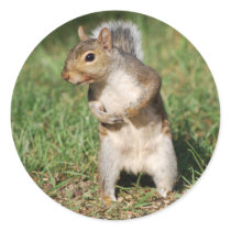 Eastern Gray Squirrel sticker
