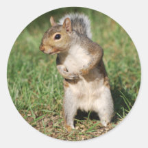 Eastern Gray Squirrel sticker