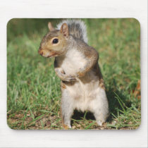 Eastern Gray Squirrel usepad