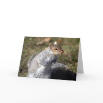 Eastern grey squirrel cards by sauvey Eastern grey squirrel cards