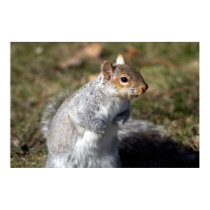 Eastern grey squirrel  posters