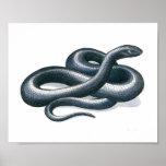 Eastern Indigo Snake Fine Art Print