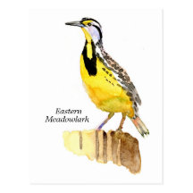 Eastern Meadowlark Post Card