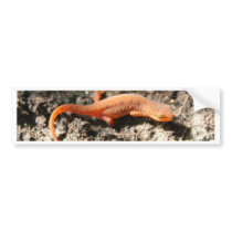 Eastern Newt