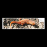 Eastern Newt bumper stickers