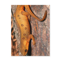 Eastern Newt Lizard postcards by rahulbiswas Eastern Newt Lizard postcards