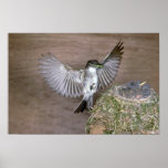 Eastern Phoebe approaching nest Poster