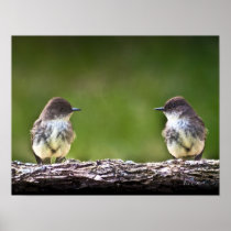 Eastern Phoebe Fledglings Print