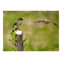 Eastern Phoebes posters