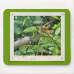 Eastern Pondhawk Dragonfly Coordinated Items Mousepad