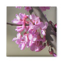 Eastern Redbud Blooms magnets