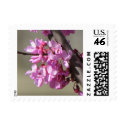 Eastern Redbud Blooms postage