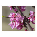 Eastern Redbud Blooms posters