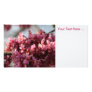 Eastern Redbud Flowers Photo Card