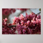 Eastern Redbud Flowers Poster