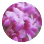 Eastern Redbud Flowers stickers