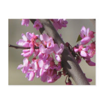 Eastern Redbud postcards by princessklb07 Eastern Redbud postcards