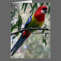 Eastern Rosella Getting the Worm... cards by beverlytazangel Eastern Rosella Getting the Worm... cards