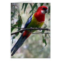 Eastern Rosella Getting the Worm... cards by beverlytazangel Eastern Rosella Getting the Worm... cards
