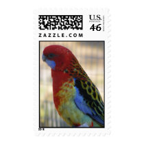 Eastern Rosella Parakeet postage by SweetRascal Eastern Rosella Parakeet postage