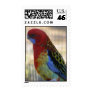 Eastern Rosella Parakeet