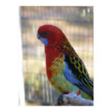 Eastern Rosella Parakeet posters