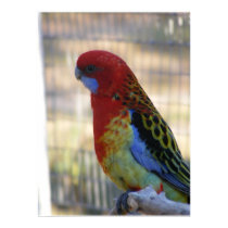 Eastern Rosella Parakeet posters by SweetRascal Eastern Rosella Parakeet posters