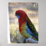 Eastern Rosella Parakeet Posters